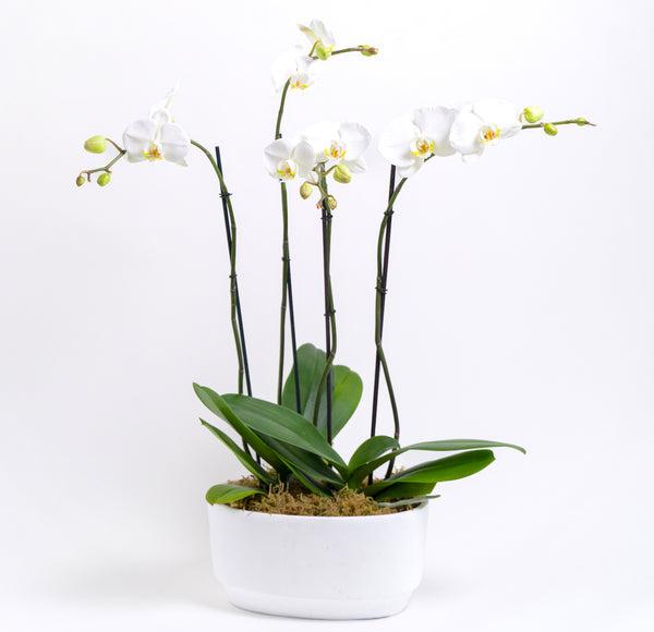 Double Potted Orchid Arrangement